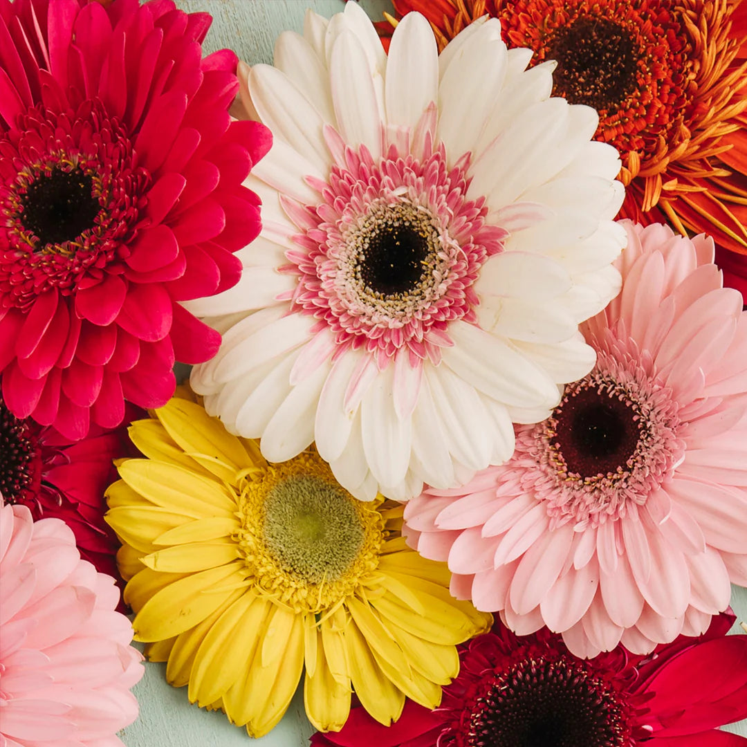 Gerberas
